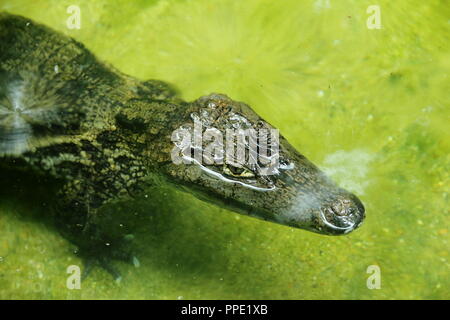 Closeup Bild eines Kaimane (Caimaninae Krokodil, Kaiman brillenbär) schwimmend im Wasser Stockfoto