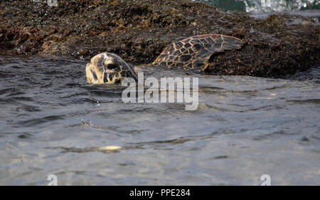Eine adorable Baby grüne Meeresschildkröte nimmt einen Bruch von der Nahrungssuche Algen in den warmen und seichten Gewässern vor Napili Beach auf der Insel Maui. Stockfoto