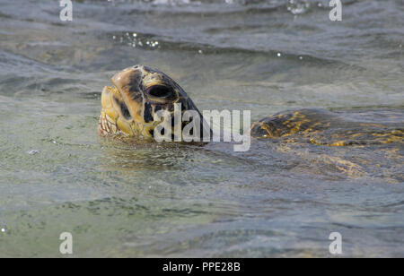 Eine große hawaiischen Grünen Meeresschildkröte Oberflächen für Luft in den warmen seichten Gewässern vor Napili Beach in der Nähe von Kapalua auf der Insel Maui, Hawaii Stockfoto