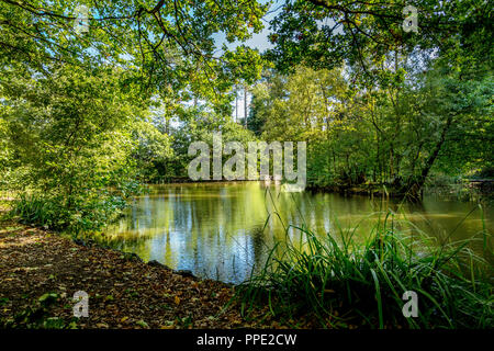 Southcrest Holz in Redditch, Worcestershire, England auf einem hellen, sonnigen Tag. Stockfoto