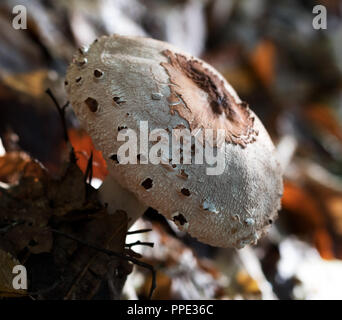Junge Sonnenschirm Pilz (Macrolepiota procera oder Lepiota Procera) wächst im Herbst Wald mit trockenen Blättern. Nahaufnahme. Stockfoto