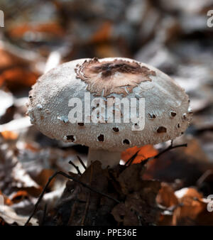Junge Sonnenschirm Pilz (Macrolepiota procera oder Lepiota Procera) wachsen im Wald mit trockenen Blättern bei Sun Herbst Tag. Nahaufnahme. Stockfoto