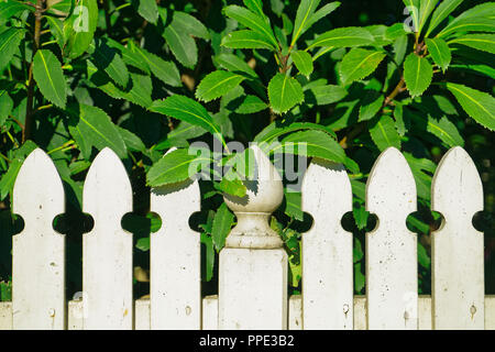 Weißen Lattenzaun durch einen Busch bewachsene Stockfoto