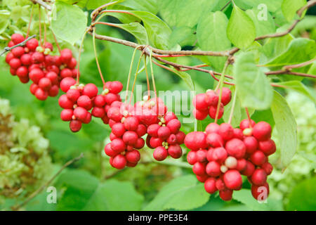 Niederlassungen der Roten schisandra. Cluster von Reifen schizandra. Ernte von nützliche Pflanze. Red schizandra hängen in der Zeile auf den grünen Zweig. Schizandra chinensis Pflanze Stockfoto