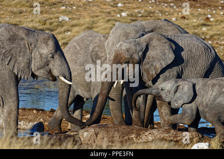 Elefanten Trinken an einem Wasserloch Wasserloch, Etosha Nationalpark, Namibia Stockfoto