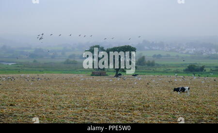 Ackerland in Ax-Valley in der Grafschaft Devon, an einem nebligen Morgen Stockfoto