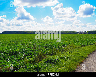 Delville Holz gesehen von Longueval Stockfoto