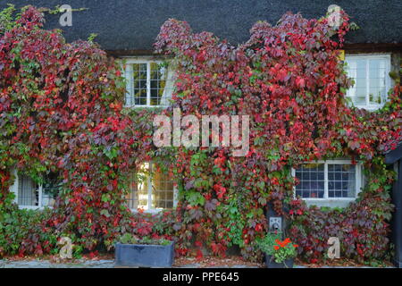 Ray von Morgen Sonnenlicht durch die Fenster. Haus bedeckt in rot Boston Efeu im Herbst Stockfoto