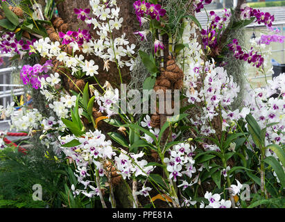 Eine schöne Darstellung von Violett, Rosa und Weiße Orchidee Blumen klettern auf einen Baum Unterstützung am Clarke Quay Singapore River Republik Singapur Asien Stockfoto