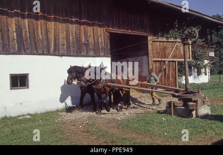 Dreschmaschine von Pferden angetrieben, Demonstration während der Dampf dreschen im Freien Farm Museum - Bauernhofmuseum in Hof in der Nähe von Kirchanschoering, Landkreis Traunstein. Stockfoto