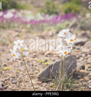 Blühende Wüste (desierto Florido in Spanisch). Es selten regnet in der Atacama Wüste, aber es ist ein Teppich aus Millionen von Blumen bedeckt die otherwis Stockfoto