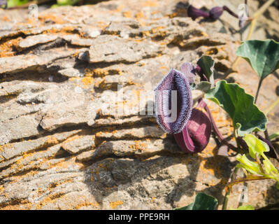 Blühende Wüste (desierto Florido in Spanisch). Es selten regnet in der Atacama Wüste, aber es ist ein Teppich aus Millionen von Blumen bedeckt die otherwis Stockfoto