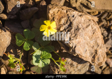 Blühende Wüste (desierto Florido in Spanisch). Es selten regnet in der Atacama Wüste, aber es ist ein Teppich aus Millionen von Blumen bedeckt die otherwis Stockfoto