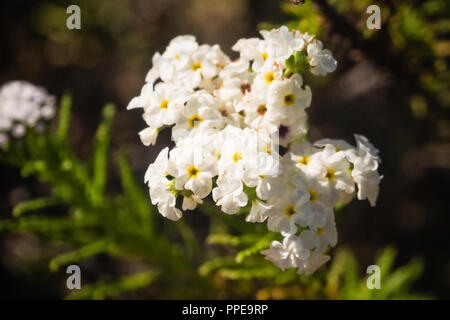 Blühende Wüste (desierto Florido in Spanisch). Es selten regnet in der Atacama Wüste, aber es ist ein Teppich aus Millionen von Blumen bedeckt die otherwis Stockfoto