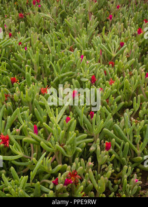 Blühende Wüste (desierto Florido in Spanisch). Es selten regnet in der Atacama Wüste, aber es ist ein Teppich aus Millionen von Blumen bedeckt die otherwis Stockfoto