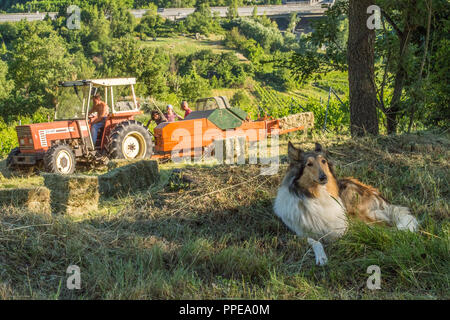 Heuzucht auf der Les Granges Farm im Aosta Valley, aber es ist alles zu viel für den langhörigen Shetland Sheepdog Hund, der sich ausruhen möchte Stockfoto