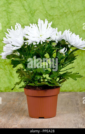 Chrysantheme Blume Pflanze im Topf auf Holztisch, isoliert Stockfoto