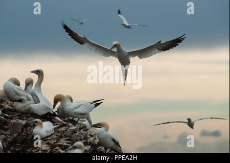 Gannet im Flug über Bass Rock, Schottland Stockfoto