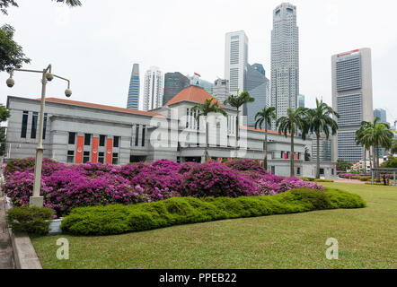 Die wunderschönen Parlamentsgebäude Gebäude mit die Wolkenkratzer des Financial District mit Lila Bougainvillea Blumen Hüllblätter in Singapur Asien Stockfoto