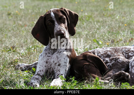 Deutsch Kurzhaar Pointer, kurtshaar zwei braune Welpen, Porträt von zwei Tieren entdeckt, man schläft mit dem Kopf auf dem Gras, das zweite seine gedreht Stockfoto