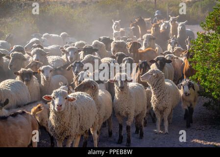 Der Schafe und Lamas auf einer Straße in Putre, Chile, Südamerika gehört Stockfoto