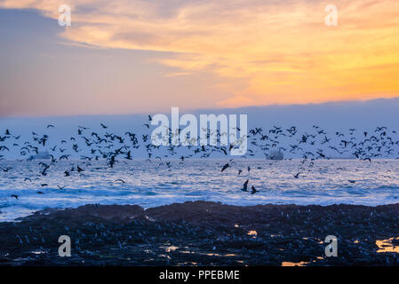 Schwarz Möwen über dem pazifischen Ozean bei Sonnenuntergang in Arica, Chile fliegen Stockfoto