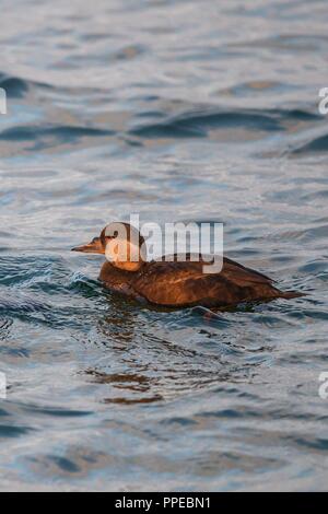 Gemeinsame Scoter (Melanitta nigra), weibliche Schwimmen in der Ostsee, Mecklenburg-Vorpommern, Deutschland | Verwendung weltweit Stockfoto