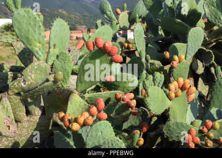 Wild wachsenden Kakteen Pflanze mit reifem Obst, Früchte der Opuntia ficus-indica eine Art Kaktus von Sardinien Stockfoto