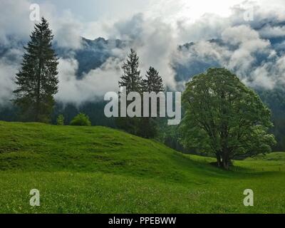 Morgennebel auf der Wiese im Tal, Allgäuer Alpen, Bayern, Deutschland | Verwendung weltweit Stockfoto