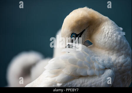 Gannet preening auf Bass Rock, Schottland Stockfoto