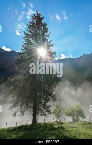 Sonnenaufgang in Alpine Valley mit Sonnenstrahlen scheint durch Kiefer in Nebel, Allgäuer Alpen, Bayern, Deutschland | Verwendung weltweit Stockfoto