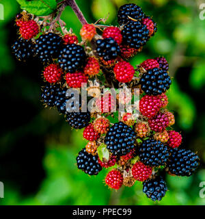 Brombeeren Reifen und einem grünen Schild bug Stockfoto