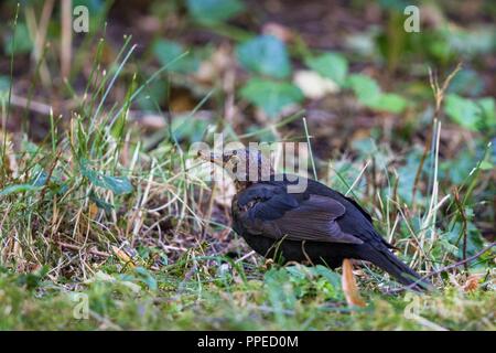 Gemeinsame Amsel (Turdus merula), die Symptome und das Verhalten der Usutu Virus Krankheit, Bayern, Deutschland | Verwendung weltweit Stockfoto