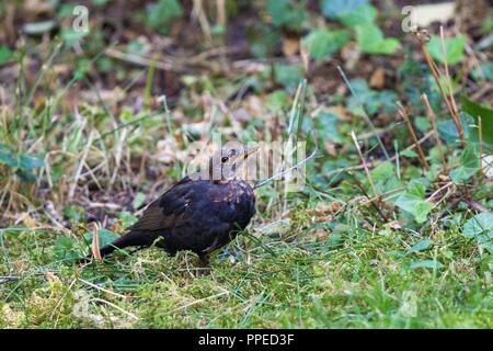 Gemeinsame Amsel (Turdus merula), die Symptome und das Verhalten der Usutu Virus Krankheit, Bayern, Deutschland | Verwendung weltweit Stockfoto