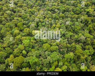 Regenwald, Nationalpark Tortuguero, Costa Rica Stockfoto