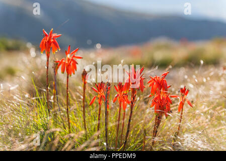 Aloe inyangensis in Simbabwe Eastern Highlands gesehen Stockfoto