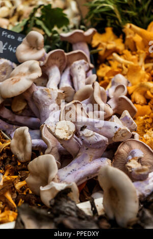 Bunte frische Pilze am Borough Market, London Stockfoto