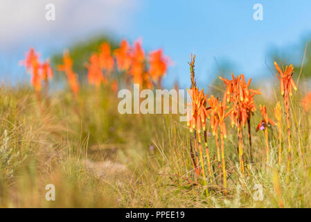 Aloe inyangensis in Simbabwe Eastern Highlands gesehen Stockfoto