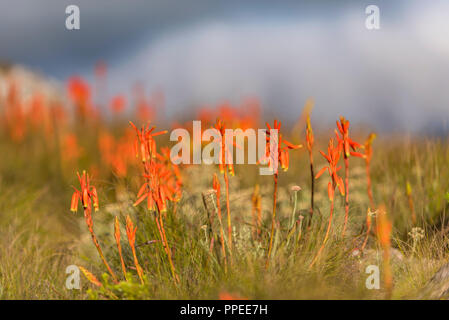 Aloe inyangensis in Simbabwe Eastern Highlands gesehen Stockfoto