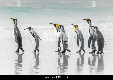 Ein watscheln Pinguine am Strand zu Fuß in einer Reihe. Stockfoto