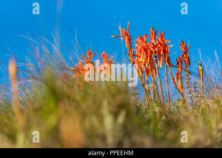 Aloe inyangensis in Simbabwe Eastern Highlands gesehen Stockfoto