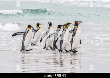 Der König ein watscheln Pinguine am Strand. Stockfoto