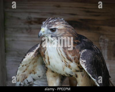 Red tailed Hawk - Buteo jamaicensis Stockfoto