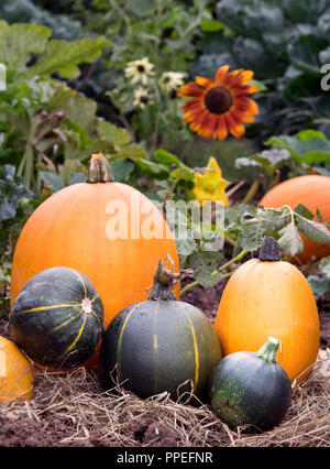 Kürbisse und Zucchini mit Sonnenblumen auf einem erhöhten im Spätsommer, Großbritannien Stockfoto