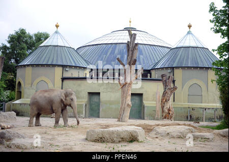 Das Elefantenhaus im Tierpark Hellabrunn, die Einsturzgefährdet war, ist komplett renoviert und eine neue Glaskuppel. Das Bild zeigt die Dickhäuter Haus auf den Tag, wenn die Kuppel gesprengt wurde. Stockfoto