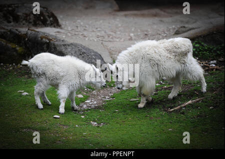 Bergziegen im Tierpark Hellabrunn in München. Stockfoto