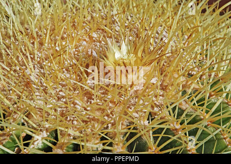 Detail der Dornen und einer Blume von Golden barrel Cactus Stockfoto