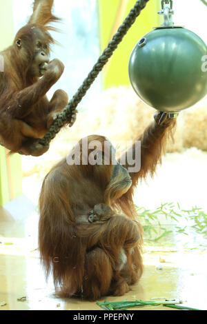 Orang-utan Matra zeigt Ihr neugeborenes Baby in der Münchner Tierpark Hellabrunn, Deutschland Stockfoto