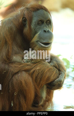 Orang-utan Matra zeigt Ihr neugeborenes Baby in der Münchner Tierpark Hellabrunn, Deutschland Stockfoto