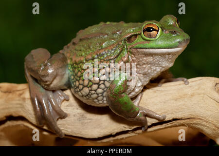 Knurren Grasfrosch Stockfoto